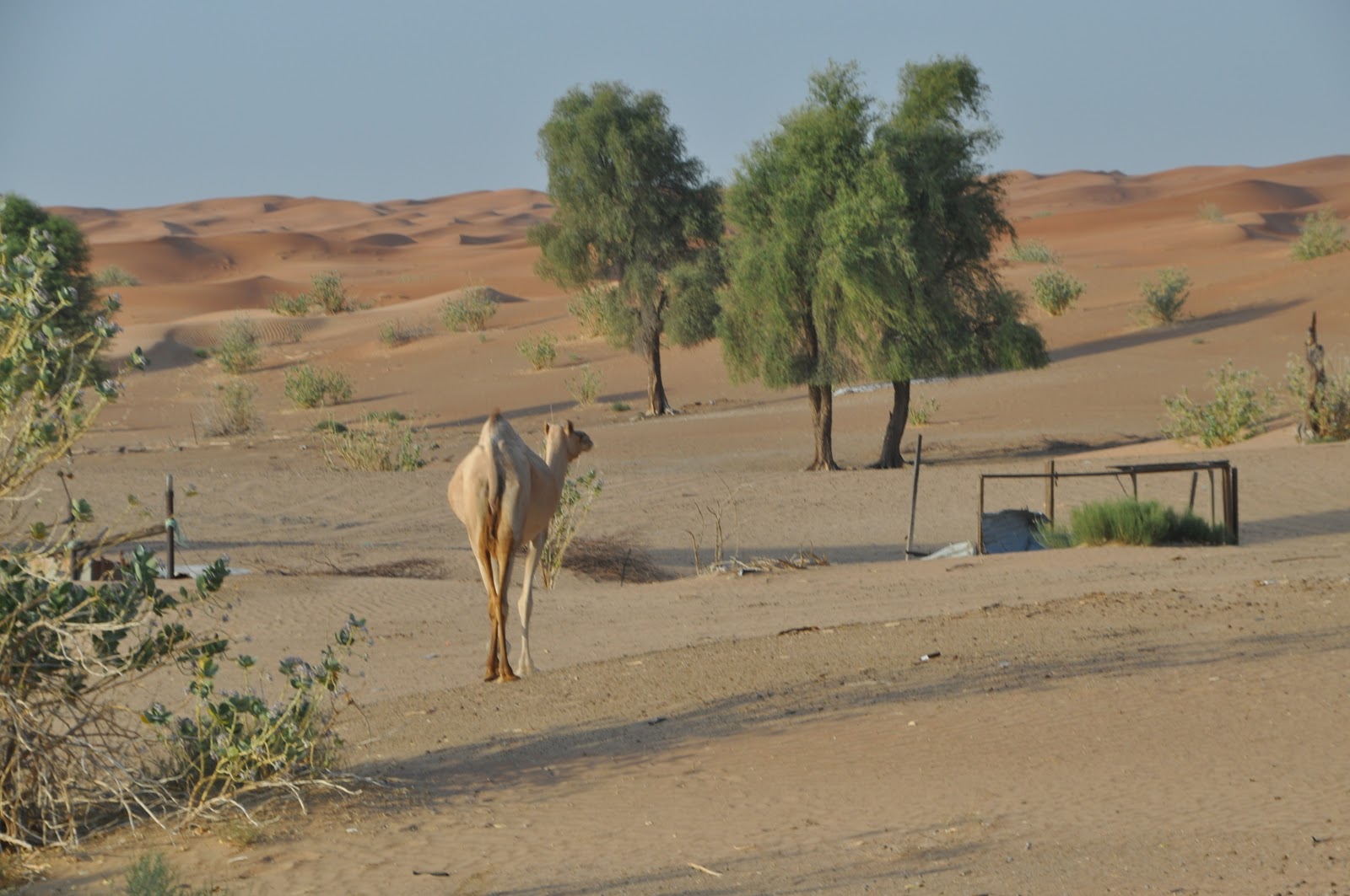 off road in Oman, wielbłąd
